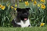 AKITA AMERICAIN 462